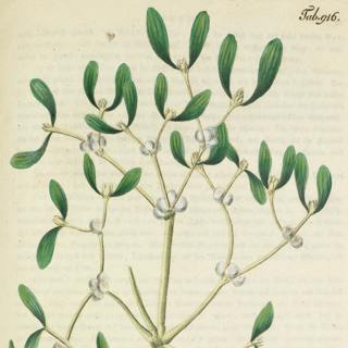 Welcoming wreaths and mistletoe tales