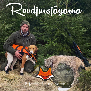 Lodjursjakt med Treeing walker coonhound