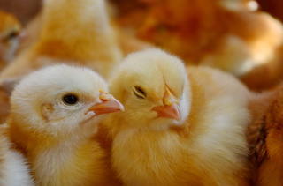 Ep. 181 How to Care for Baby Chicks in Summer or Fall