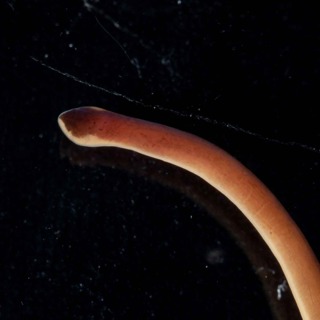 Facts: The Purple Ribbon Worm