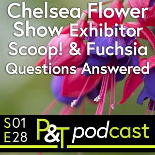 Chelsea Flower Show: What goes into Preparing an Exhibit? & Fuchsia Questions Answered!