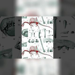 La impresionante revelación encontrada en estos fósiles de dinosaurio 🦖🦕 #shorts