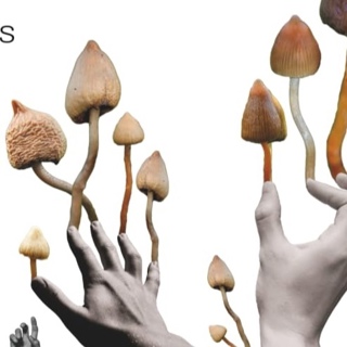 Psilocybe Pickers - A Short History of Bemushroomed Britons