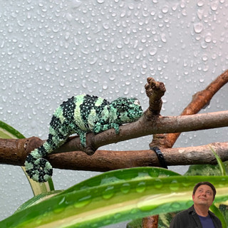 Five Chameleon Community Transitions