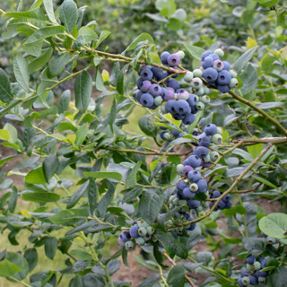 You can protect blueberries from cold with some help from the Antarctic