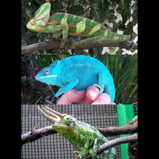 99: What Chameleon Should I Get?