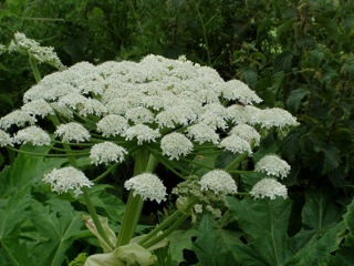 Podcast # 362: Giant Hogweed