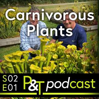 Rhubarb, Carnivorous Plants, Bulbs, Tomatoes & What Wisteria Options Do I Have? - Pots & Trowels Podcast S02EP01