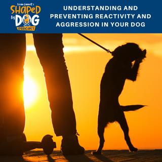 Understanding and Preventing Reactivity and Aggression in Your Dog #29