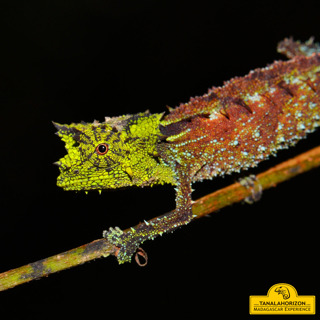 Ep 64: Chameleon Tours in Madagascar with Thorsten Negro