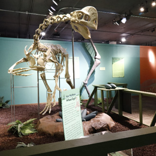 Idaho Museum of Natural History debuts 100-million-year-old dinosaur-eating crocodile skull
