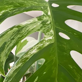 Episode 268 - Don’t cut leaves!