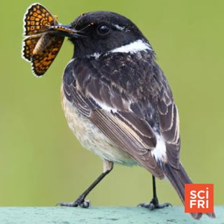 Moth Survival Strategies And A Rodent Thumbnail Mystery