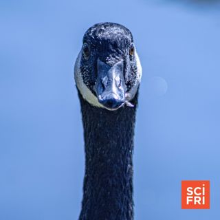 Could bird flu still spark a pandemic?