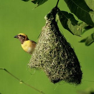Nestcraft