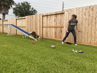 256: Proofing Checklist for Dog Agility