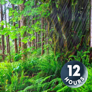 Forest Rain Sounds for Sleeping or Studying | Nature White Noise 12 Hours