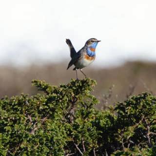 Fjällets fåglar på Flatruet och blomprakt vid Häckelsängs fäbodar