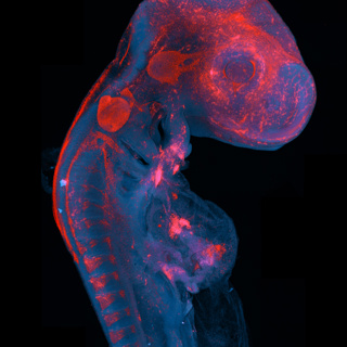 The Hidden Architecture of Immunity: How Cells Find Their Way in a Bird’s Body