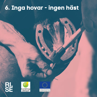 Inga hovar – ingen häst