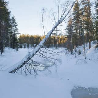Sävaråns fria vatten gynnar växtätare