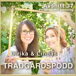 Avsnitt 37 - Perenner