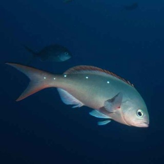 Facts: The Pacific Creolefish