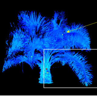 Using models to optimize planting density