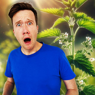 MIDWEEKLY: Why Do Nettles Sting? đżđ