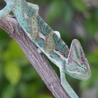 Ep 31: Finding Homes For Your Baby Chameleons