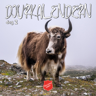 DJURKALENDERN DAG 2: Om jakar i Tibet