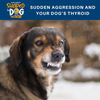 Sudden Aggression and Your Dog's Thyroid #81