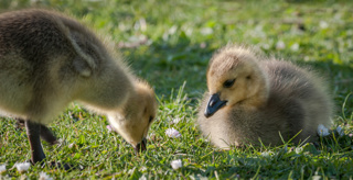 Audio Article: Raising Goslings