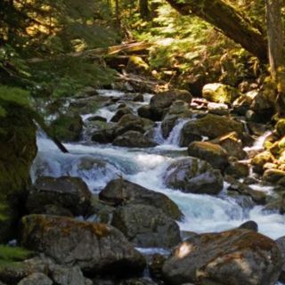 Soothing Washington Forest Creek - 10 Hours Sleep Sound