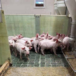 Grisepodden: Verdien av gode rutiner ved avvenning