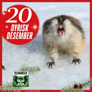 Dyrisk Desember 20: Lemen - myteomspunnet hissigpropp