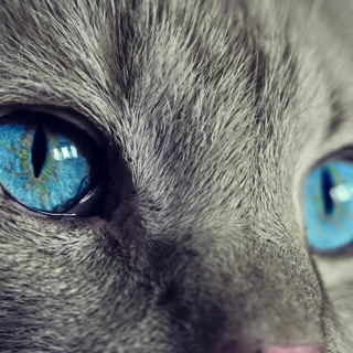 Animal welfare, human wellbeing and planetary health