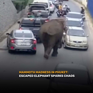 Good Morning Thailand EP.810 | Mammoth Madness in Phuket: Escaped Elephant Sparks Chaos & More..