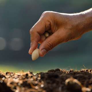 7.12.20 - Seeds, Soils, and As Good as Done