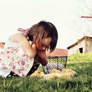 Ep. 07 Get Started with Chickens