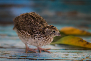 Ep.155 Raising Backyard Quail in the City