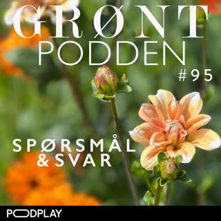 #95 Spørsmål & svar