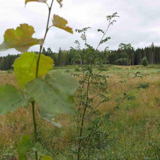 Skogsfredag, Avsnitt 72 - bland löv, vatten, pionjärer och sekundärer