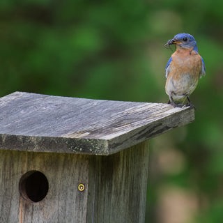 Everything You Want to Know About Nesting Birds with NestWatch