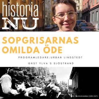 Sopgrisarnas omilda öde i stadens tjänst