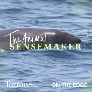 Dwarf sperm whale: escape artists