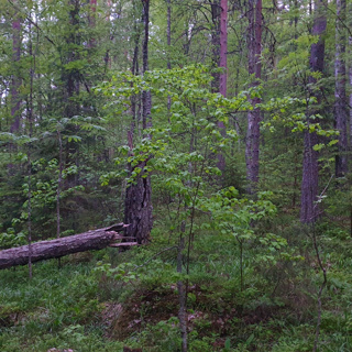 Morning in the Ancient Forest – Relaxing Rain and Birdsong