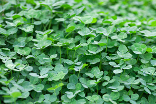 Audio Article: Repair the Nitrogen Cycle in Your Garden