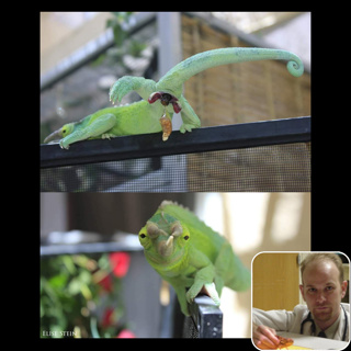 105: Prolapse and other Chameleon Backside Issues