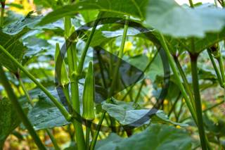 How to Start a Gardening Business: Community Gardens, Consultations, and Installations